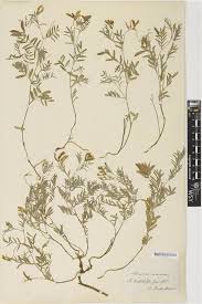 Attēlu rezultāti vaicājumam “Astragalus arenarius”