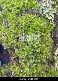 Attēlu rezultāti vaicājumam “Syntrichia latifolia”