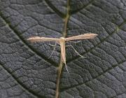 Attēlu rezultāti vaicājumam “Adaina microdactyla”