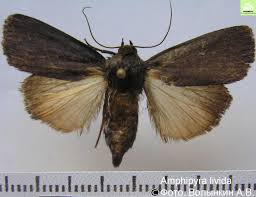 Attēlu rezultāti vaicājumam “Amphipyra livida”