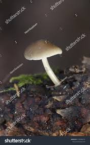 Attēlu rezultāti vaicājumam “Strobilurus esculentus”