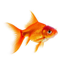 Attēlu rezultāti vaicājumam “Carassius auratus”