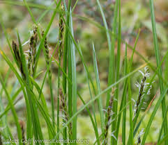 Attēlu rezultāti vaicājumam “Carex pauciflora”