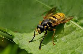 Attēlu rezultāti vaicājumam “Temnostoma vespiforme”