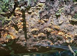 Attēlu rezultāti vaicājumam “Asterodon ferruginosus”