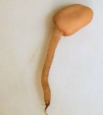 Attēlu rezultāti vaicājumam “Heyderia pusilla”