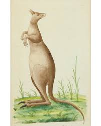 Image result for Carpiodes velifer