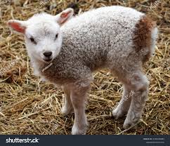 Attēlu rezultāti vaicājumam “Ovis aries juvenile”