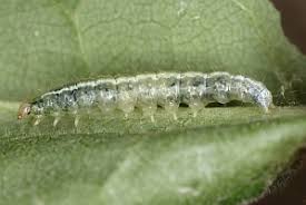 Attēlu rezultāti vaicājumam “Udea prunalis”