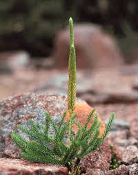 Attēlu rezultāti vaicājumam “Lycopodium dubium”