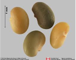 Attēlu rezultāti vaicājumam “Medicago lupulina fruit”