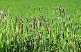 Attēlu rezultāti vaicājumam “Alopecurus pratensis flower”