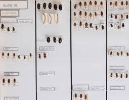 Attēlu rezultāti vaicājumam “Alleculidae”
