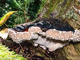 Attēlu rezultāti vaicājumam “Fomitopsis rosea”