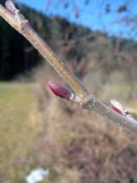 Attēlu rezultāti vaicājumam “Alnus incana bud”