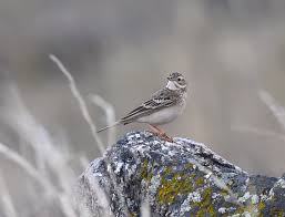 Image result for Anthus godlewskii