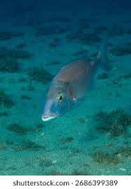 Image result for Pagrus