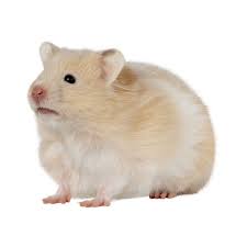 Afbeeldingsresultaat voor hamsters