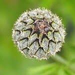 Attēlu rezultāti vaicājumam “Centaurea scabiosa fruit”