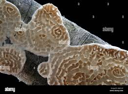 Attēlu rezultāti vaicājumam “Irpex lacteus”