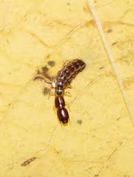 Attēlu rezultāti vaicājumam “Raphidioptera larva”