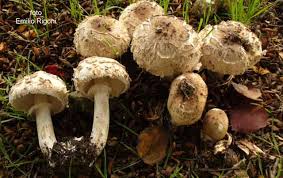 Attēlu rezultāti vaicājumam “Macrolepiota rhacodes var. bohemica”