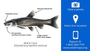 Image result for Mylopharyngodon piceus