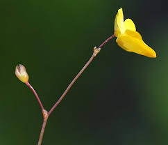 Attēlu rezultāti vaicājumam “Utricularia intermedia bud”