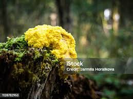 Attēlu rezultāti vaicājumam “Fuligo cinerea”