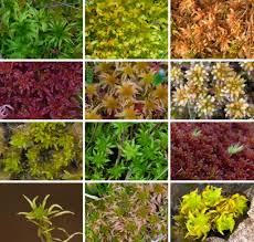 Attēlu rezultāti vaicājumam “Sphagnum tenellum”