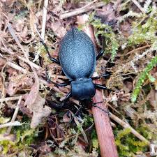 Attēlu rezultāti vaicājumam “Carabus coriaceus”