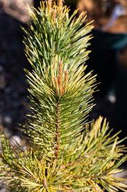 Attēlu rezultāti vaicājumam “Pinus sylvestris leaf”
