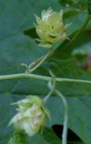 Attēlu rezultāti vaicājumam “Humulus lupulus bud”