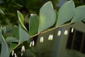 Attēlu rezultāti vaicājumam “Polygonatum odoratum”