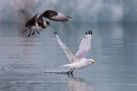 Attēlu rezultāti vaicājumam “Stercorarius parasiticus”