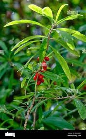 Attēlu rezultāti vaicājumam “Daphne mezereum fruit”