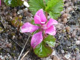 Attēlu rezultāti vaicājumam “Rubus arcticus flower”