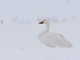 Image result for Sussex Swans