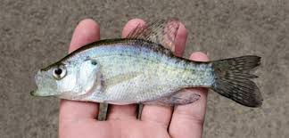 Image result for Pomoxis annularis