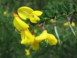 Attēlu rezultāti vaicājumam “Cytisus scoparius fruit”