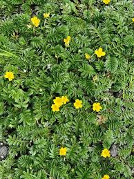 Attēlu rezultāti vaicājumam “Argentina anserina leaf”