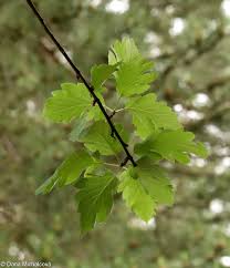 Attēlu rezultāti vaicājumam “Sorbus intermedia leaf”
