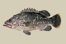 Image result for Polyprion americanus