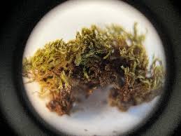 Attēlu rezultāti vaicājumam “Bryum moravicum”