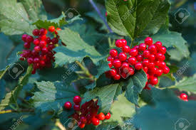 Attēlu rezultāti vaicājumam “Viburnum opulus fruit”