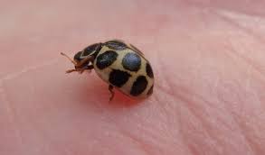 Attēlu rezultāti vaicājumam “Calvia quatuordecimguttata”