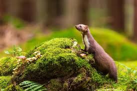 Attēlu rezultāti vaicājumam “Martes foina”