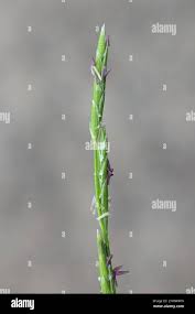 Attēlu rezultāti vaicājumam “Glyceria fluitans leaf”