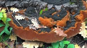 Attēlu rezultāti vaicājumam “Postia undosa”