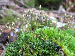 Attēlu rezultāti vaicājumam “Pogonatum urnigerum macro”